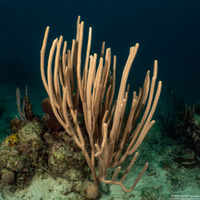 Pseudoplexaura sp.1 (Porous Sea Rod)