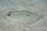 Bothus maculiferus (Maculated Flounder)