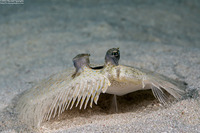 Bothus maculiferus (Maculated Flounder)