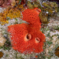 Cliothosa delitrix (Red Boring Sponge)