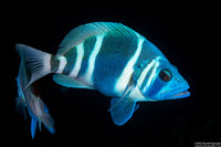 Hypoplectrus indigo (Indigo Hamlet)