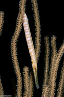 Aulostomus maculatus (Atlantic Trumpetfish)