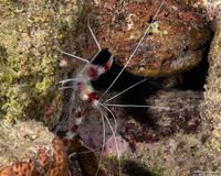 Stenopus hispidus (Banded Coral Shrimp)
