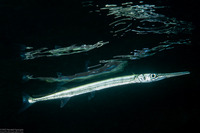 Tylosurus crocodilus (Houndfish)