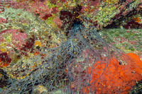 Antipathes atlantica (Gray Sea Fan Black Coral)