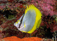 Chaetodon ocellatus (Spotfin Butterflyfish)