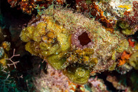 Polycarpa spongiabilis (Giant Tunicate)