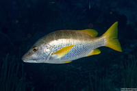 Lutjanus apodus (Schoolmaster)