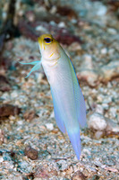 Opistognathus aurifrons (Yellowhead Jawfish)