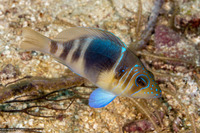 Hypoplectrus puella (Barred Hamlet)