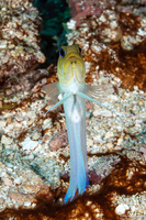 Opistognathus aurifrons (Yellowhead Jawfish)