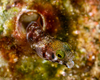 Acanthemblemaria spinosa (Spinyhead Blenny)