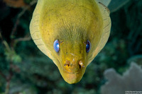 Gymnothorax funebris (Green Moray)