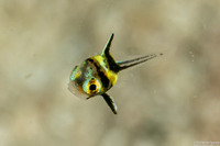 Equetus lanceolatus (Jackknife Fish)