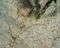 Spionidae sp.1 (Palp Worm)