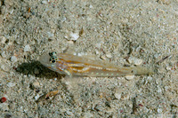 Coryphopterus tortugae (Patch-Reef Goby)