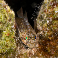 Coryphopterus dicrus (Colon Goby)