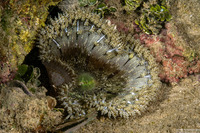 Phymanthus crucifer (Beaded Anemone)