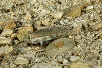 Gnatholepis thompsoni (Goldspot Goby)