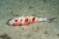 Pseudupeneus maculatus (Spotted Goatfish)