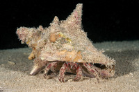 Paguristes puncticeps (Whitespeckled Hermit Crab)