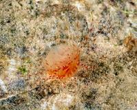 Limaria pellucida (Antillean Fileclam)