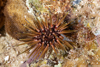 Echinometra viridis (Reef Urchin)