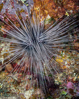 Diadema antillarum (Long-Spined Urchin)