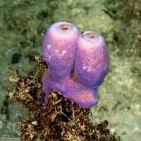 Aplysina archeri (Stovepipe Sponge)