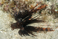 Pterois volitans (Red Lionfish)