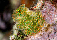 Elysia crispata (Lettuce Slug)