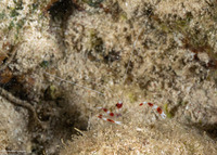 Stenopus hispidus (Banded Coral Shrimp)