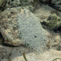 Bothus maculiferus (Maculated Flounder)