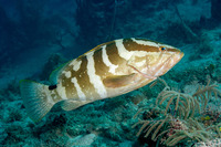 Epinephelus striatus (Nassau Grouper)