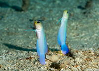 Opistognathus aurifrons (Yellowhead Jawfish)