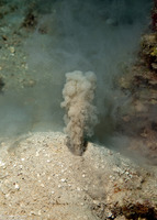 Arenicola cristata (Southern Lugworm)