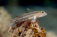 Coryphopterus venezuelae (Sand-Canyon Goby)