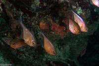 Pempheris schomburgkii (Glassy Sweeper)