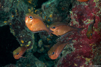 Pempheris schomburgkii (Glassy Sweeper)