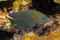 Stegastes diencaeus (Longfin Damselfish)