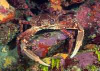 Maguimithrax spinosissimus (Channel Clinging Crab)
