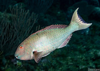 Sparisoma chrysopterum (Redtail Parrotfish)