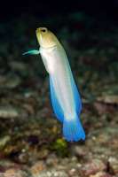 Opistognathus aurifrons (Yellowhead Jawfish)