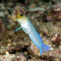 Opistognathus aurifrons (Yellowhead Jawfish)