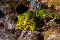 Acanthostracion quadricornis (Scrawled Cowfish)