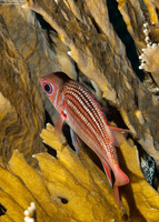 Sargocentron vexillarium (Dusky Squirrelfish)