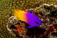 Gramma loreto (Fairy Basslet)