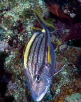 Haemulon macrostomum (Spanish Grunt)