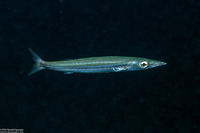 Sphyraena picudilla (Southern Sennet)