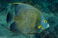 Pomacanthus paru (French Angelfish)